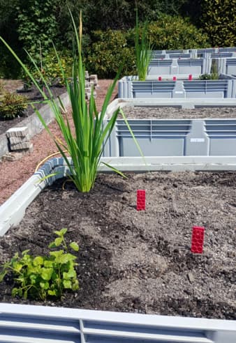 Experimental raingardens in the RBGE nursery. 