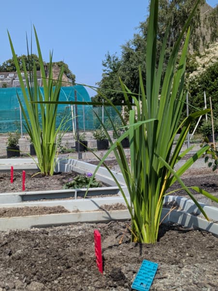 Experimental raingardens in the RBGE nursery. 