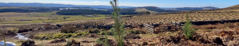 300322rewildingtree775x410 300322rewildingtree775x410